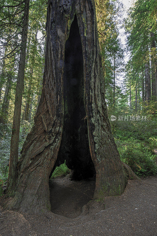 红杉(Sequoia sempervirens)是柏科(柏科)红杉属(Sequoia sempervirens)中唯一的活种。常见的名字包括海岸红杉、加州红杉和巨型红杉。北海岸红杉州立公园;再保险